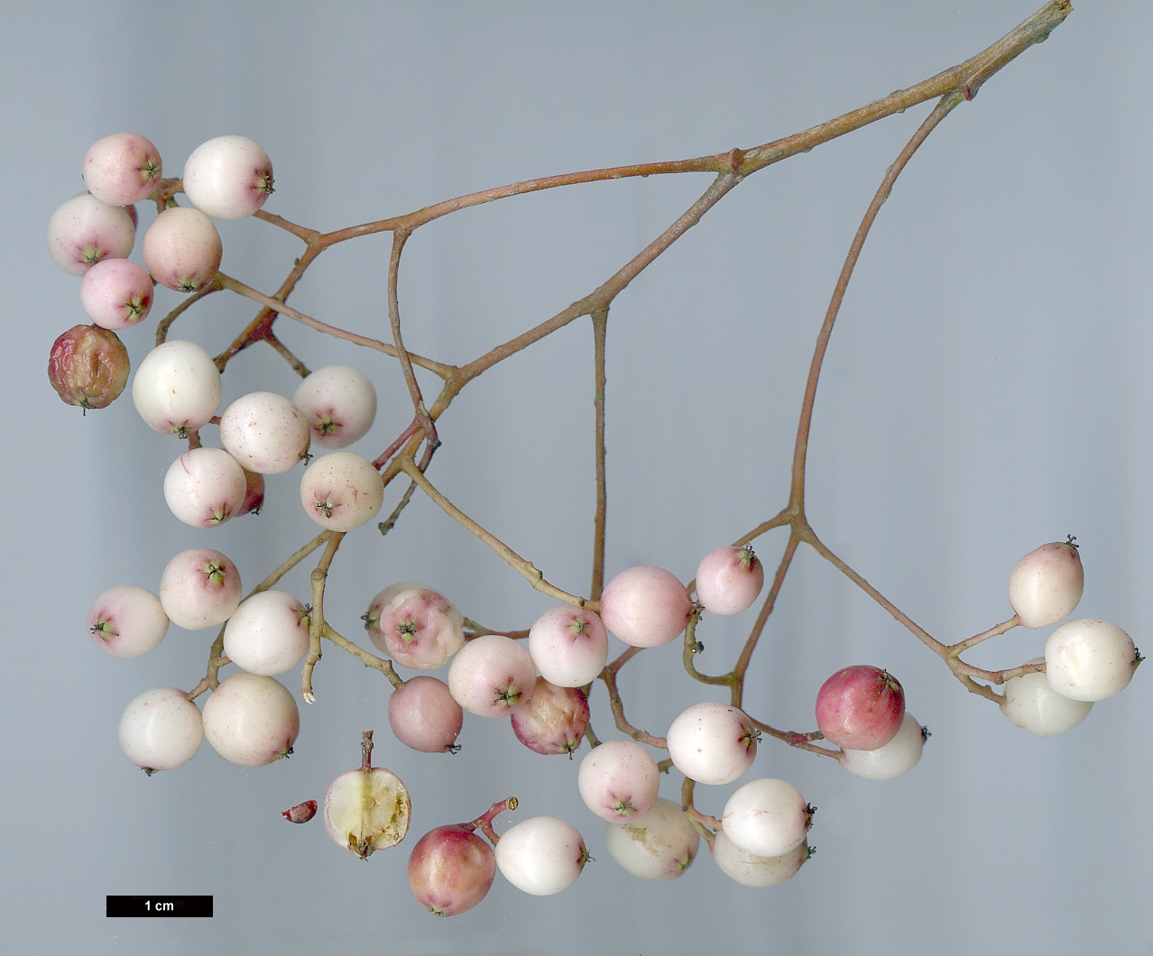 High resolution image: Family: Rosaceae - Genus: Sorbus - Taxon: microphylla agg.
